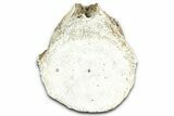 Fossil Whale Caudal Vertebra - Yorktown Formation #362056-2